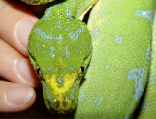 Green Tree Python