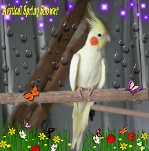 Mystical Spring Shower
