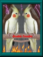 Twins