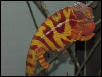 Ambilobe/Sirama/Picasso Panther