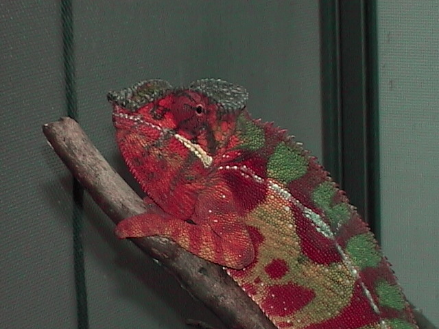 Sirama Calmed Down