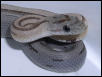 2003 Anery Striped Corn snake