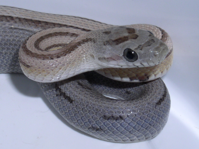 2003 Anery Striped Corn snake