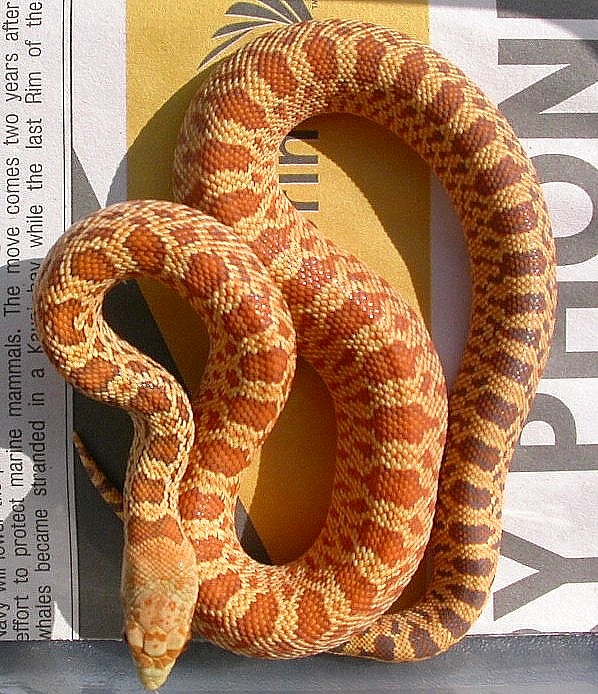 Stillwater Hypo Outcross
