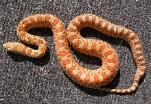 06 Female Stillwater Hypo Outcross