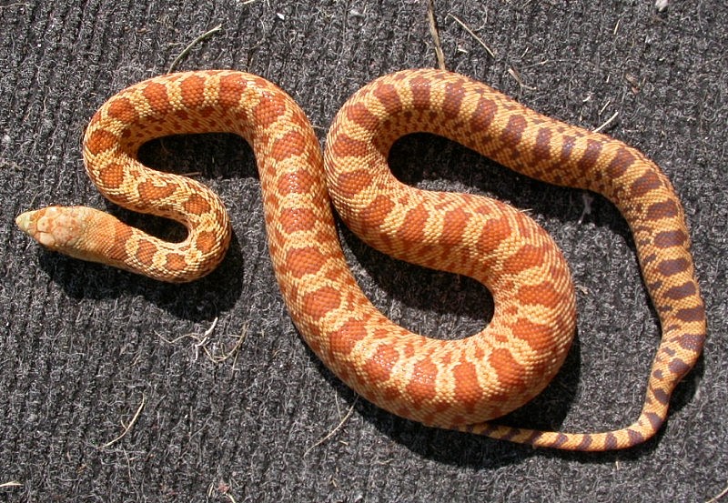 06 Female Stillwater Hypo Outcross