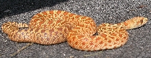 2006 Female Stillwater Hypo Bullsnake Outcross