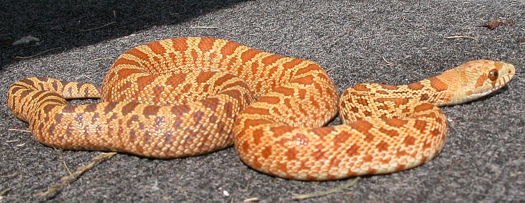 2006 Female Stillwater Hypo Bullsnake Outcross