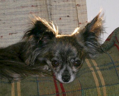Female Brindle Medium haired Chi