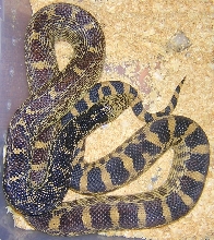 Female Iowa Bull