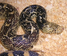 Female Iowa Bull
