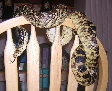 Female Iowa Bullsnake