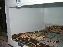 Female Boa