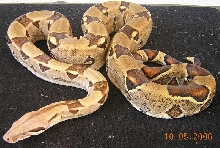 Male Boa - Mystery Origin