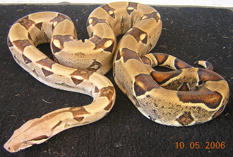 Male Boa - Mystery Origin