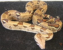 Male Boa Lucky