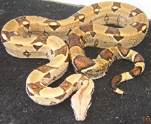 Male Boa