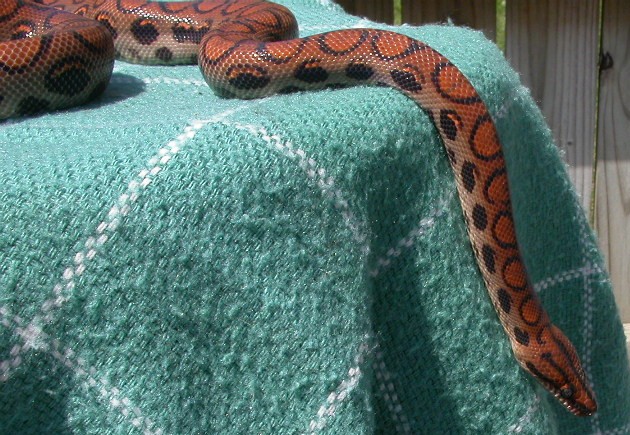 2002 Male Brazilian Rainbow Boa