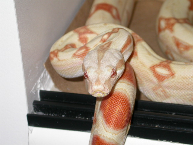 albino boa
