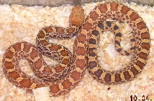 Stillwater Hypo