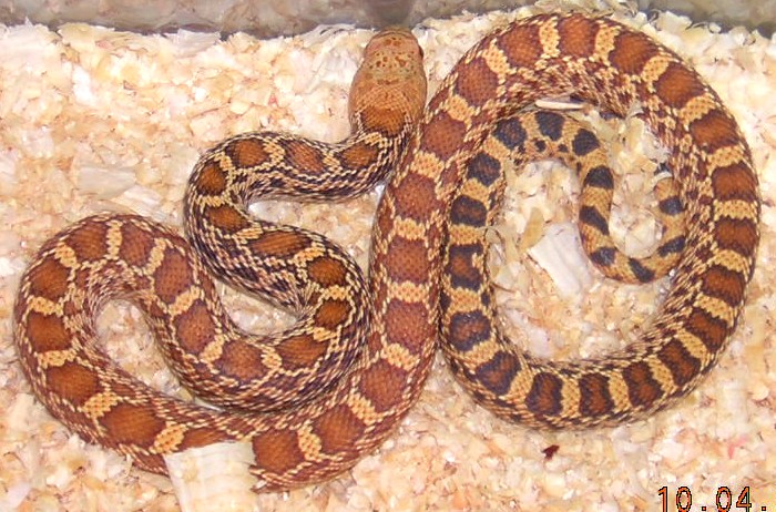 Stillwater Hypo