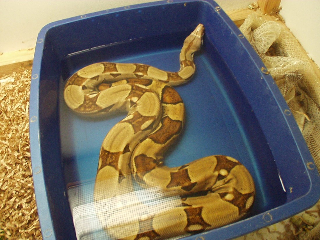 Hypo or not?