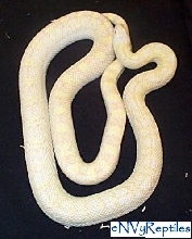 Envy Reptiles Snow Bull