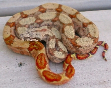 Bubba - 2006 Male Hypo Hog