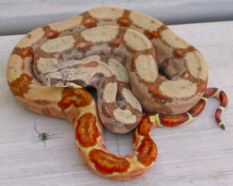Bubba - 2006 Male Hypo Hog