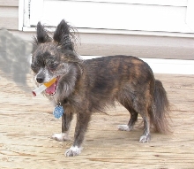 Smokin Chihuahua