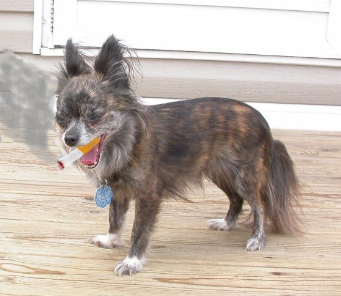 Smokin Chihuahua