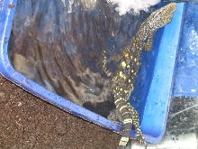 CROC MONITOR SWIMING