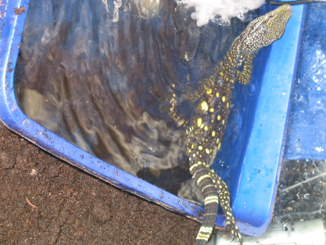 CROC MONITOR SWIMING