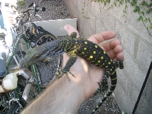 BABY CROC MONITOR
