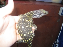 another croc monitor