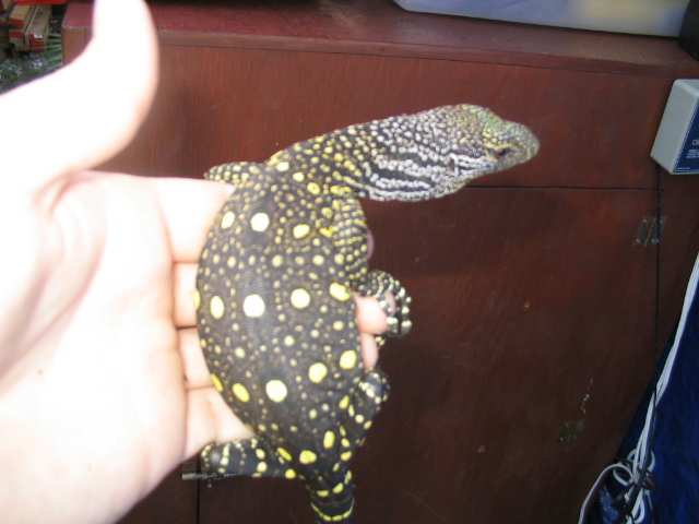 another croc monitor
