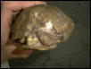 shelly