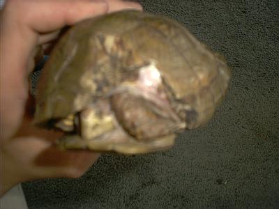 shelly