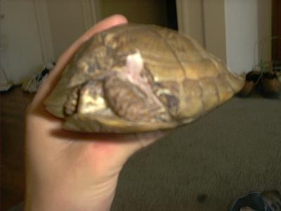 shelly