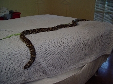 Darien Co, GA Eastern