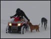quad dogs