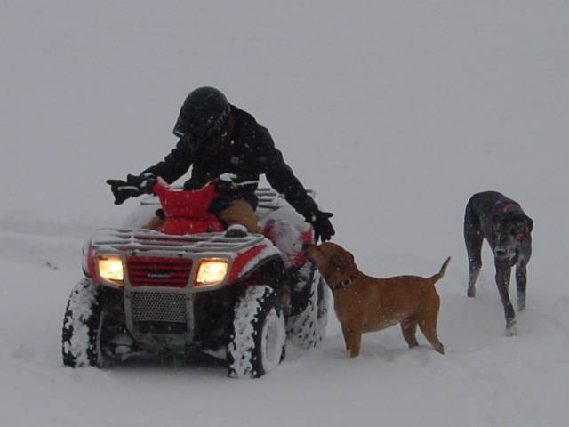 quad dogs