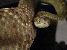 neotropical rattler