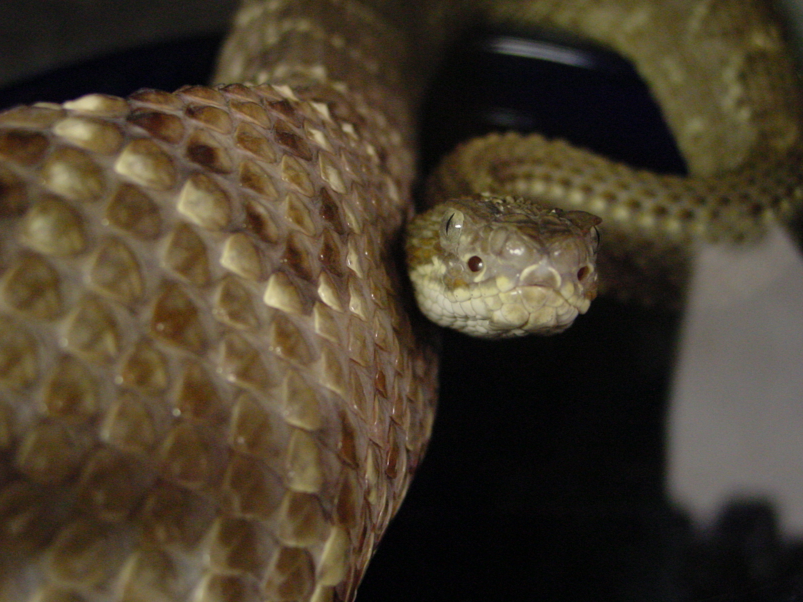 neotropical rattler