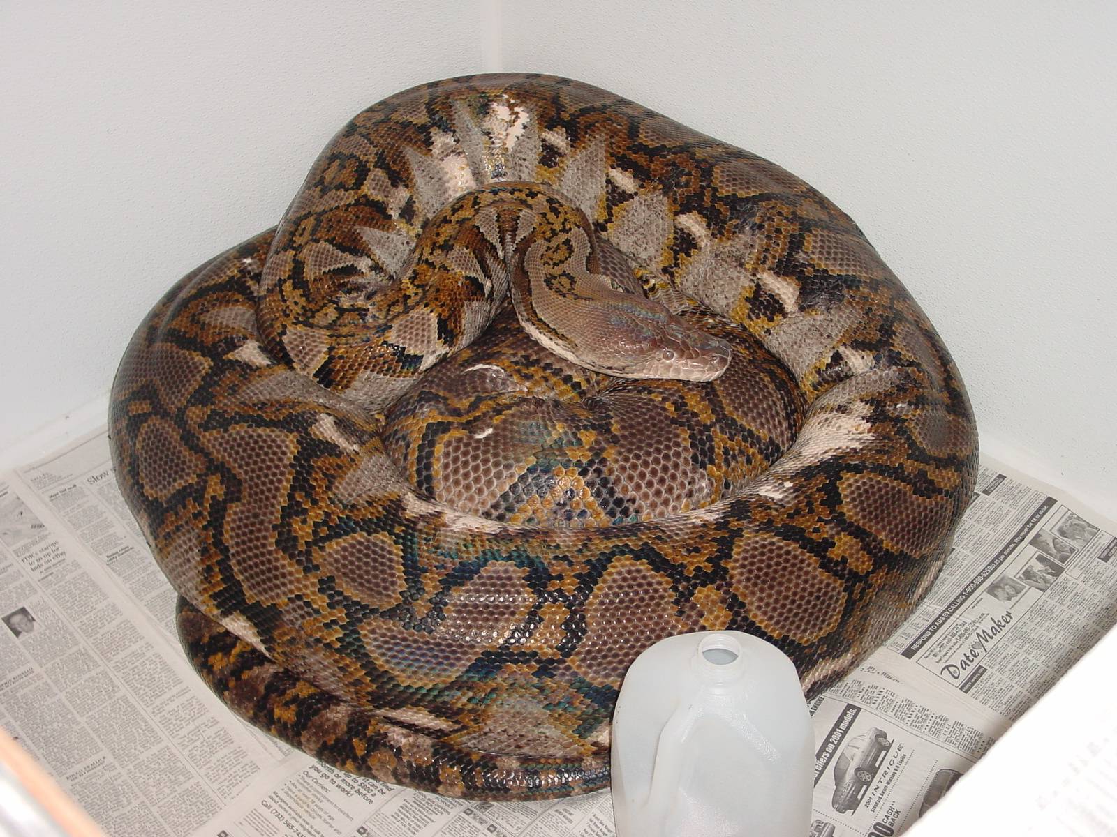 22 ft retic