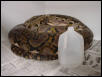 22 ft retic