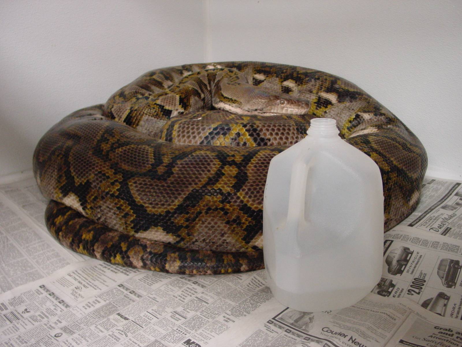 22 ft retic