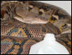 22 ft retic