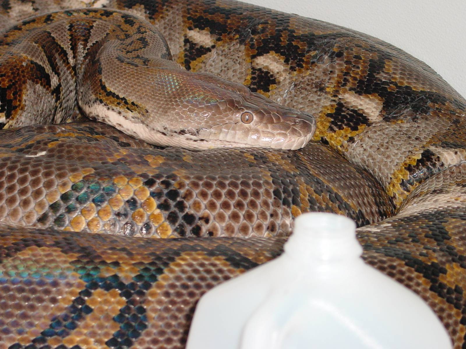 22 ft retic