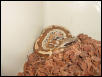 malaysian blood python